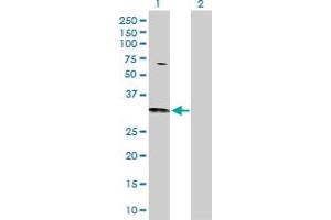 Western Blot analysis of CDC42 expression in transfected 293T cell line by CDC42 MaxPab polyclonal antibody. (CDC42 antibody  (AA 1-191))