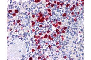 Anti-NLRP7 antibody IHC of human spleen. (NLRP7 antibody  (N-Term))