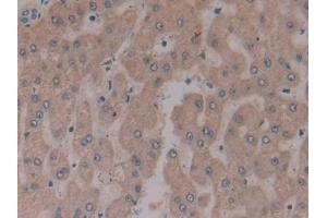 Immunohistochemistry (IHC) image for anti-Microfibrillar Associated Protein 2 (MFAP2) (AA 6-162) antibody (ABIN7442855)