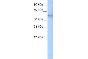 Western Blot showing KRT14 antibody used at a concentration of 1-2 ug/ml to detect its target protein. (KRT14 antibody  (C-Term))