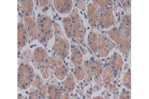 #VALUE! (CDC23 antibody  (AA 366-597))