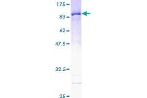 PPIL2 Protein (AA 1-527) (GST tag)