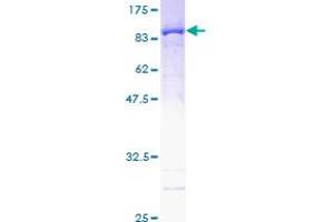 Image no. 1 for Peptidylprolyl Isomerase (Cyclophilin)-Like 2 (PPIL2) (AA 1-527) protein (GST tag) (ABIN1315892) (PPIL2 Protein (AA 1-527) (GST tag))