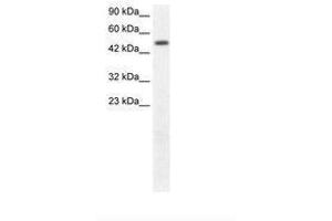 Image no. 1 for anti-FLT3-Interacting Zinc Finger 1 (FIZ1) (AA 362-411) antibody (ABIN202661) (FIZ1 antibody  (AA 362-411))