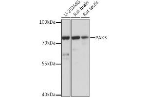Western blot analysis of extracts of various cell lines, using P Rabbit pAb (ABIN7269162) at 1:1000 dilution. (PAK3 antibody  (AA 1-100))
