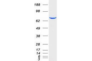 Validation with Western Blot (STAT4 Protein (Myc-DYKDDDDK Tag))