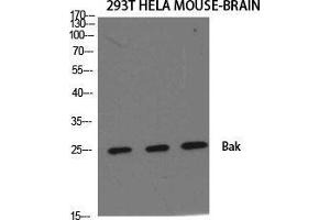 Western Blot (WB) analysis of specific cells using Bak Polyclonal Antibody. (BAK1 antibody  (N-Term))