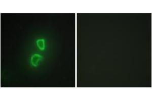 Immunofluorescence analysis of HepG2 cells, using TNFSF11 Antibody. (RANKL antibody  (AA 41-90))