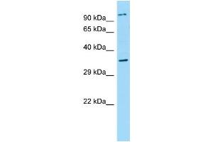 WB Suggested Anti-NPBWR2 Antibody Titration: 1. (NPBWR2 antibody  (N-Term))