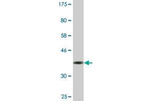 Western Blot detection against Immunogen (37. (RBM14 antibody  (AA 51-160))