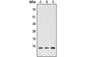 Western blot analysis of CHRAC1 expression in HEK293T (A), Raw264. (CHRAC1 antibody  (C-Term))