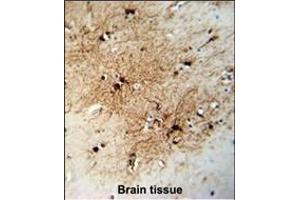 FABP7 Antibody (C-term) (ABIN651218 and ABIN2840137) immunohistochemistry analysis in formalin fixed and paraffin embedded human brain tissue followed by peroxidase conjugation of the secondary antibody and DAB staining. (FABP7 antibody  (C-Term))