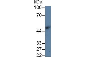 Western blot analysis of Pig Kidney lysate, using Human ARSB Antibody (1 µg/ml) and HRP-conjugated Goat Anti-Rabbit antibody (