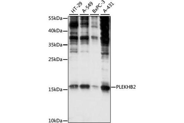 PLEKHB2 抗体  (AA 1-222)