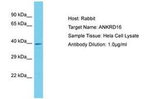 Image no. 1 for anti-Ankyrin Repeat Domain 16 (ANKRD16) (AA 43-92) antibody (ABIN6750615) (ANKRD16 antibody  (AA 43-92))