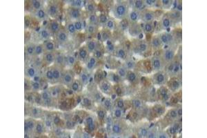 Used in DAB staining on fromalin fixed paraffin- embedded Kidney tissue (MMP20 antibody  (AA 137-398))