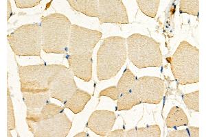 ABIN6266215 and ABIN6277373 at 1/100 staining Mouse muscle tissue by IHC-P. (Connexin 31 antibody  (C-Term))