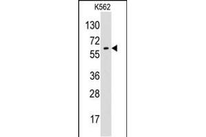 Western blot analysis of anti-GPC6 Pab (ABIN390354 and ABIN2840766) in K562 cell line lysates (35 μg/lane). (Glypican 6 antibody  (N-Term))