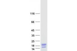 Validation with Western Blot