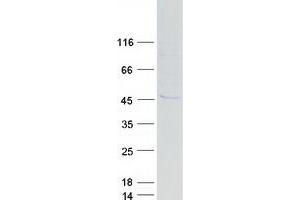 Western Blotting (WB) image for Armadillo Repeat Containing, X-Linked 3 (ARMCX3) (Transcript Variant 2) protein (Myc-DYKDDDDK Tag) (ABIN2714929)
