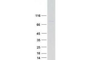 Validation with Western Blot (PIGQ Protein (Transcript Variant 1) (Myc-DYKDDDDK Tag))