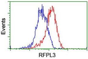 Image no. 8 for anti-Ret Finger Protein-Like 3 (RFPL3) antibody (ABIN1500675) (RFPL3 antibody)