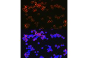 Immunofluorescence analysis of Raw264 7 cells using CD209 Rabbit mAb (ABIN7266173) at dilution of 1:100 (40x lens). (DC-SIGN/CD209 antibody)