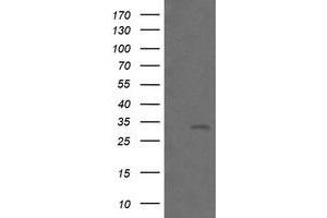 Image no. 1 for anti-B and T Lymphocyte Associated (BTLA) antibody (ABIN1496981) (BTLA antibody)