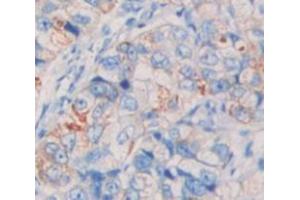 Figure. (Lrig1 antibody  (AA 739-995))