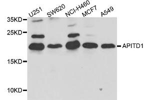 Western blot analysis of extracts of various cell lines, using APITD1 antibody.