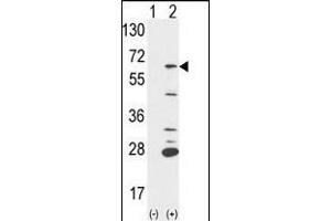 Western blot analysis of PTPN6 (arrow) using rabbit polyclonal PTPN6 Antibody (Center) (ABIN1882123 and ABIN2839434). (SHP1 antibody  (AA 247-277))