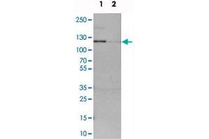 Western blot analysis of cell lysates with ADNP2 polyclonal antibody  at 1:250-1:500 dilution. (ADNP2 antibody)