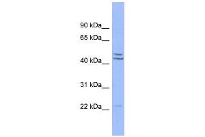 WB Suggested Anti-PON1 Antibody Titration:  0. (PON1 antibody  (Middle Region))
