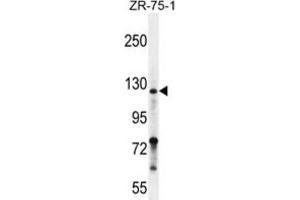 Western Blotting (WB) image for anti-Neuropilin 2 (NRP2) antibody (ABIN2996268) (NRP2 antibody)