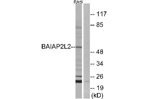 Western blot analysis of extracts from RAW264. (BAIAP2L2 antibody)