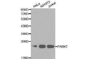Western Blotting (WB) image for anti-Parkinson Protein 7 (PARK7) (AA 1-189) antibody (ABIN3021235)