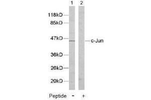 Image no. 2 for anti-Jun Proto-Oncogene (JUN) (Tyr170) antibody (ABIN197133) (C-JUN antibody  (Tyr170))