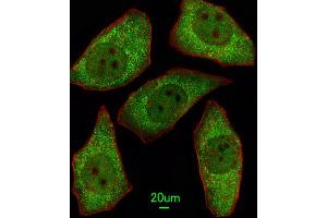 Immunofluorescence (IF) image for anti-Methionine Sulfoxide Reductase A (MSRA) antibody (ABIN3003138) (MSRA antibody)