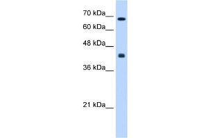 CHST8 antibody used at 0. (CHST8 antibody)