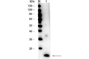 Western Blot of HRP Conjugated Superoxide Dismutase Antibody. (Superoxide Dismutase antibody (HRP))