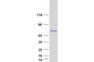 Validation with Western Blot (TNMD Protein (Myc-DYKDDDDK Tag))