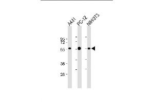 Lane 1: A431, Lane 2: PC-12, Lane 3: NIH/3T3 cell lysate (20µg per lane) probed with bsm-51339M MITF (1607CT834. (MITF antibody)
