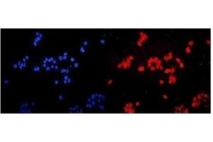 IF analysis of ETV5 using anti-ETV5 antibody (ABIN7602370). (ETV5 antibody  (AA 72-246))