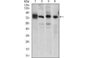 Western blot analysis using CDH5 mouse mAb against HUVE-12 (1), A549 (2), NIH3T3 (4) cell lysate, and Mouse lung (3) tiusse lysate. (Cadherin 5 antibody  (AA 29-223))