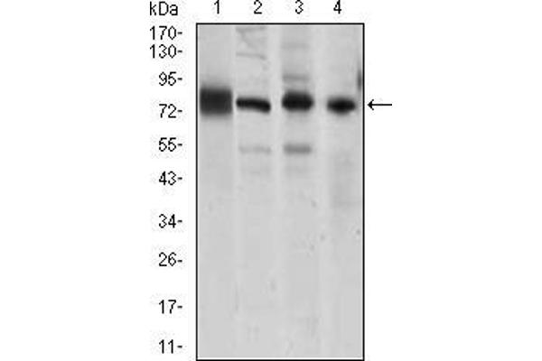 Cadherin 5 Antikörper  (AA 29-223)