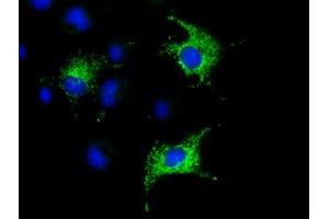 Anti-COX6A1 mouse monoclonal antibody (ABIN2452919) immunofluorescent staining of COS7 cells transiently transfected by pCMV6-ENTRY COX6A1 (RC210485). (COX6A1 antibody)