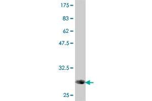 Western Blot detection against Immunogen (31. (P2RY1 antibody  (AA 1-52))