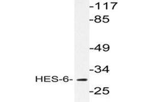 Western blot analysis of HES-6 antibody  in extracts from HeLa cells.