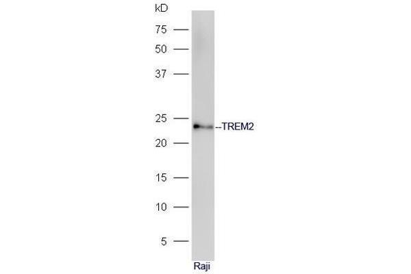 TREM2 anticorps  (AA 1-100)