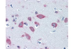 Anti-FARSB antibody IHC of human brain, cortex. (FARSB antibody  (AA 234-342))